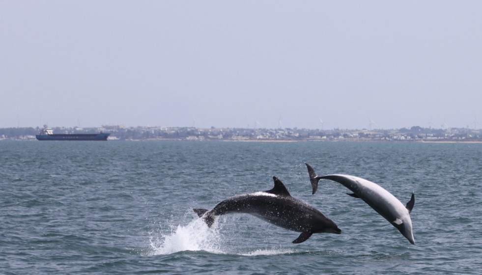 Delfines mulares durante una de las salidas de campo en el litoral andaluz.