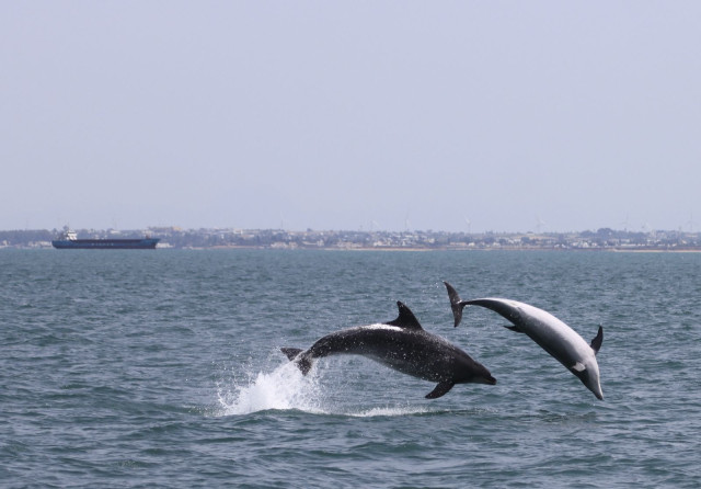 Delfines mulares durante una de las salidas de campo en el litoral andaluz.