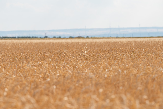 Archivo - Campo de pasto, a 17 de junio de 2024, en Albacete, Castilla-La Mancha (España).