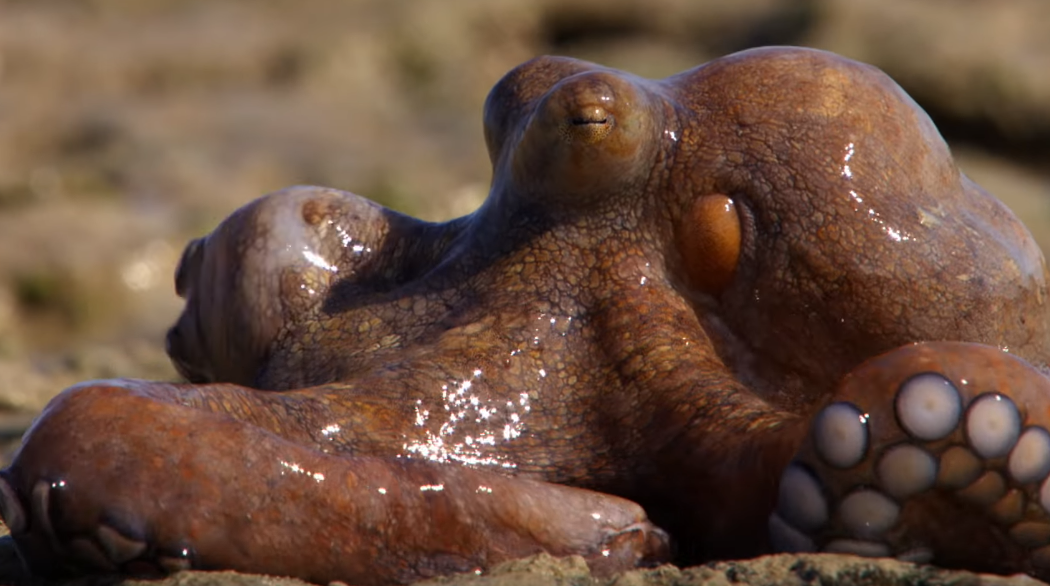Un pulpo