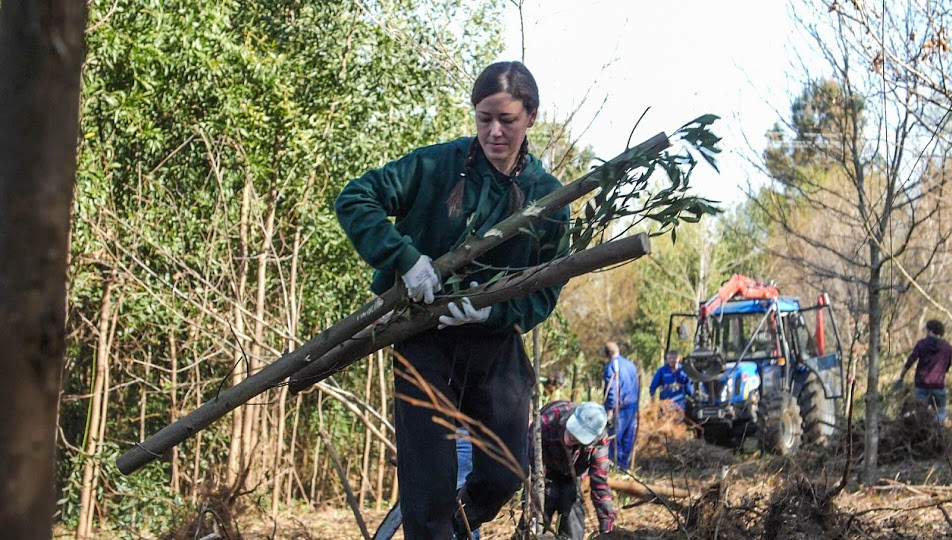 Arrancando eucalitptos en Madroa cousa de raices