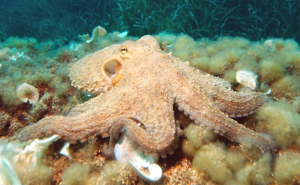 Un pulpo