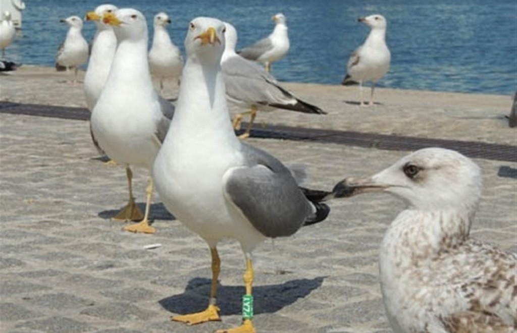 Gaviota con dispositivo de monitorizaciu00f3n incorporad Maru00eda Carmina