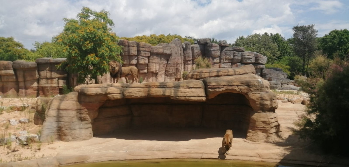 El nuevo espacio de la sabana del Sahel para los leones en el Zoo de Barcelona