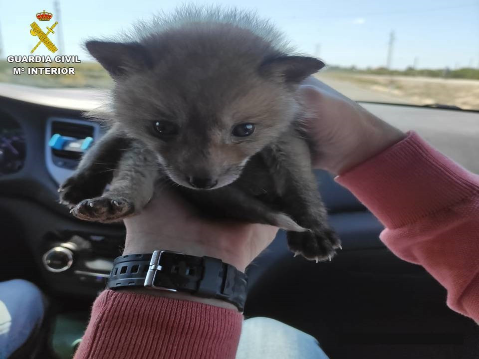 La Guardia Civil interviene una cría de zorro anunciada en una página Web de anuncios