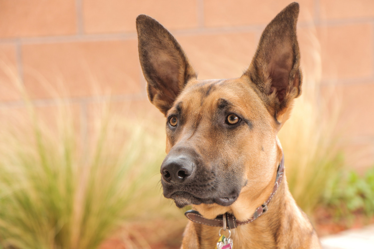 Malinois 3331687 1920