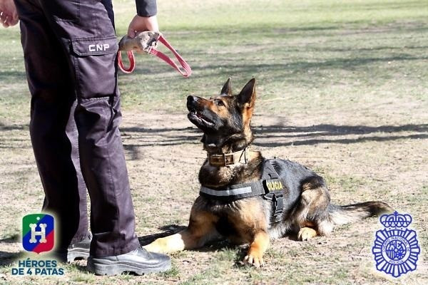 Perro policía de trabajo.