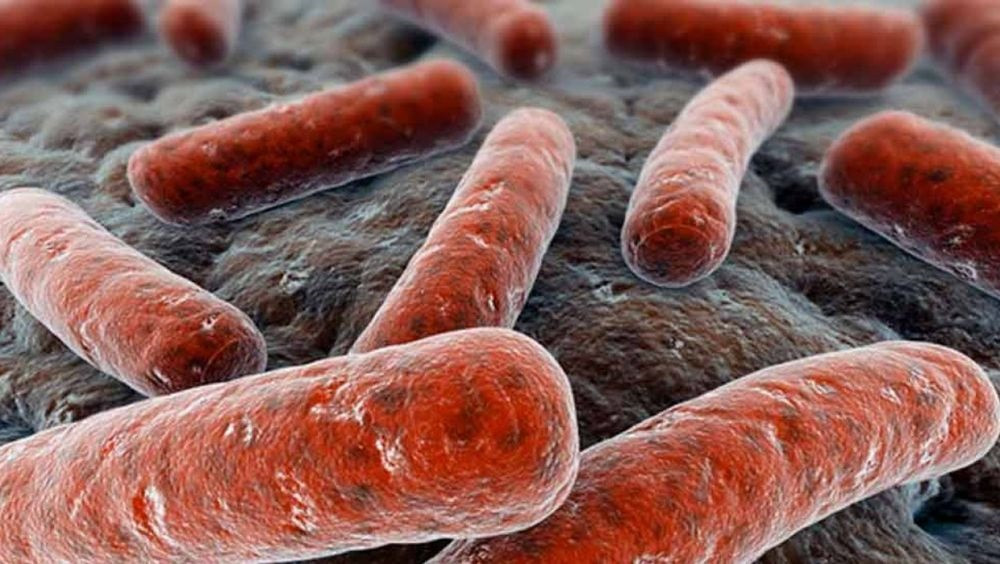 Archivo - Recreación de la bacteria Mycobacterium tuberculosis que causa la infección pulmonar