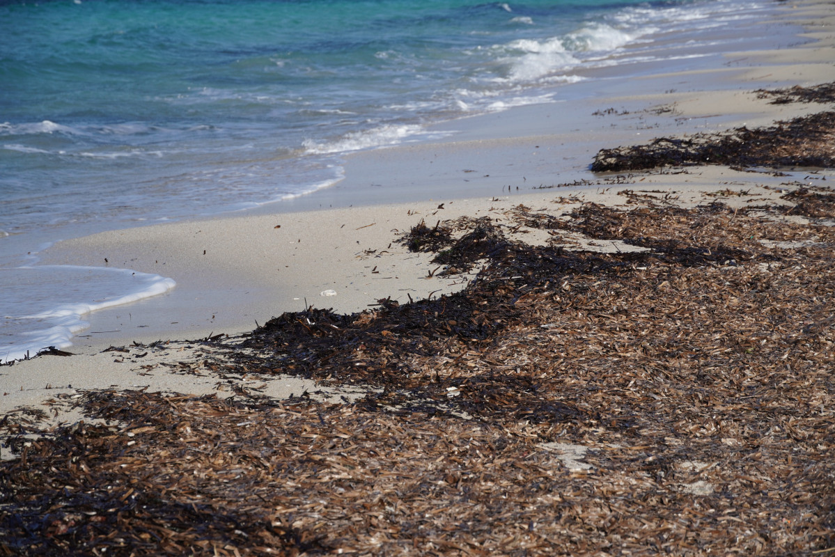 Playa. Posidonia. Mediterráneo. Recurso.