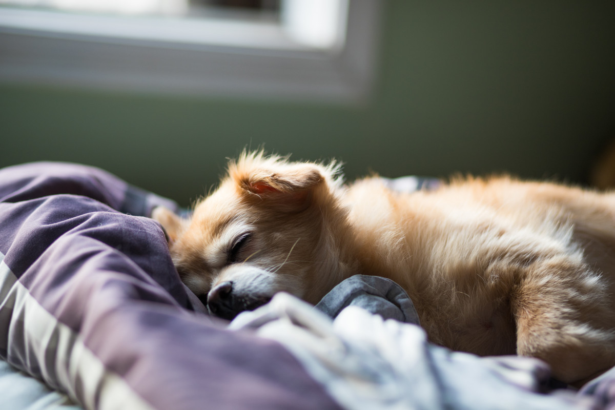 Joshua chun Nhgva0MVRmc unsplash