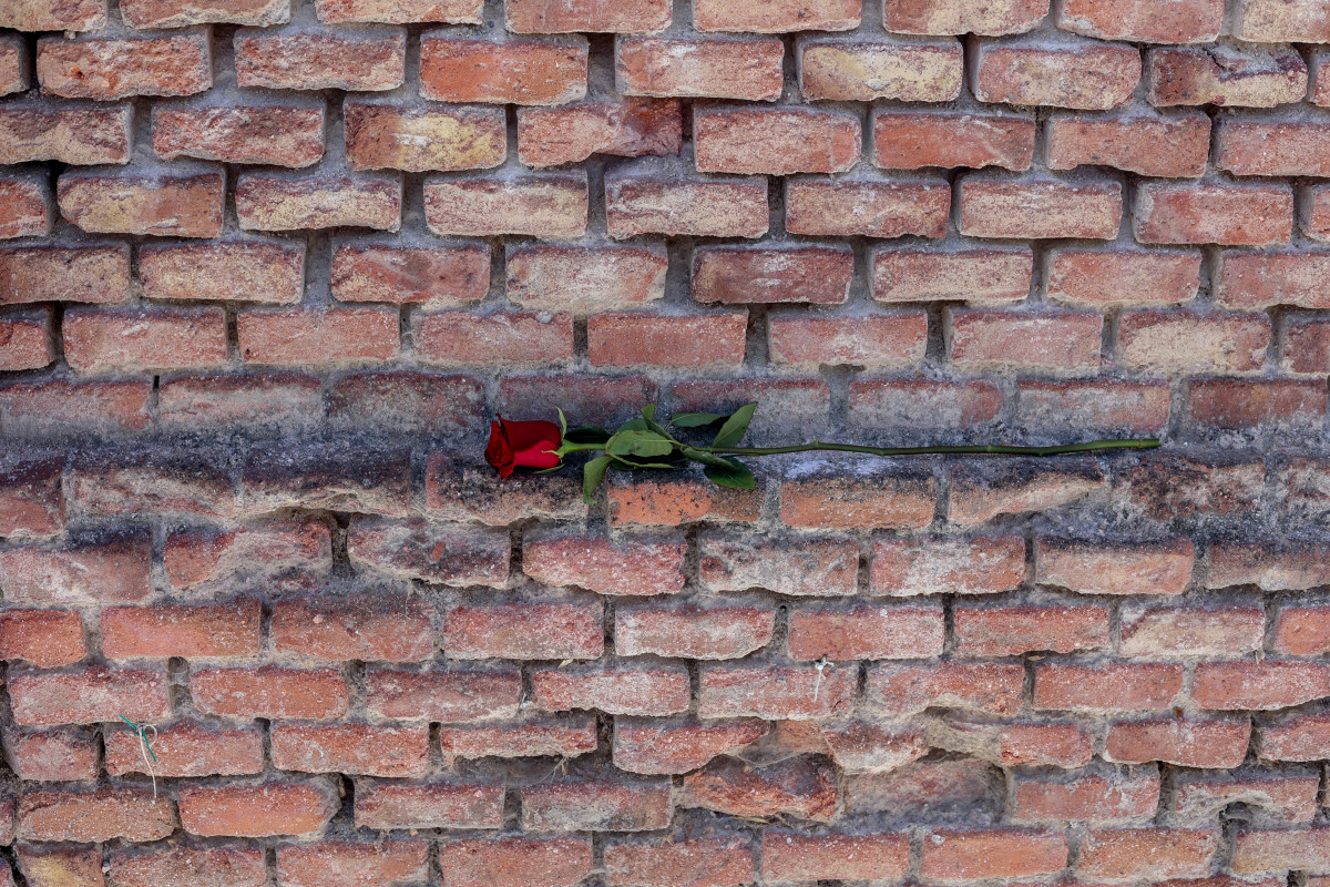 Catalunya press 13 rosas