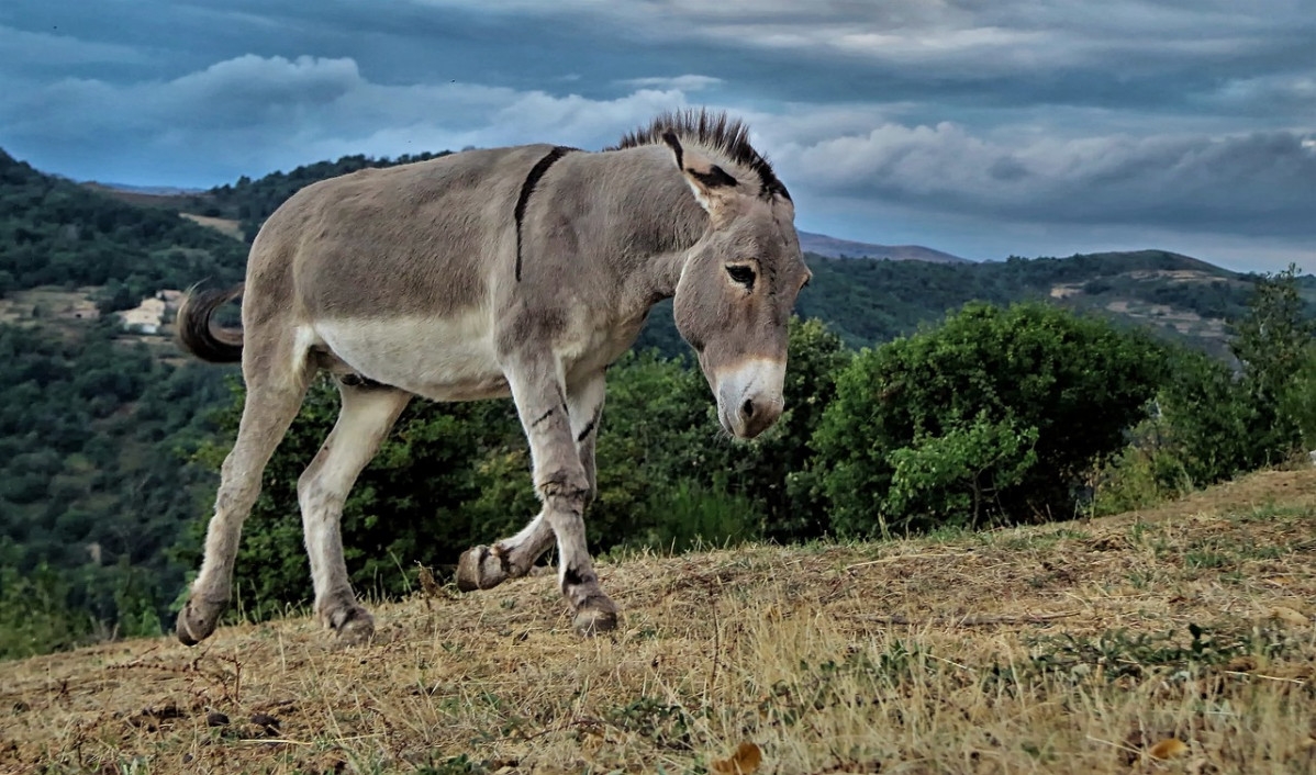 Burro